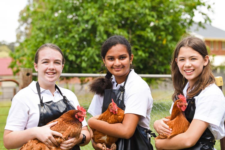 Three students holding chickens in the agricultural plot
